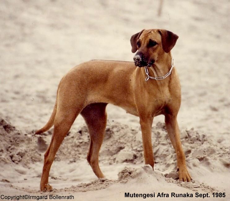 unsere_hunde