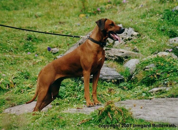 unsere_hunde
