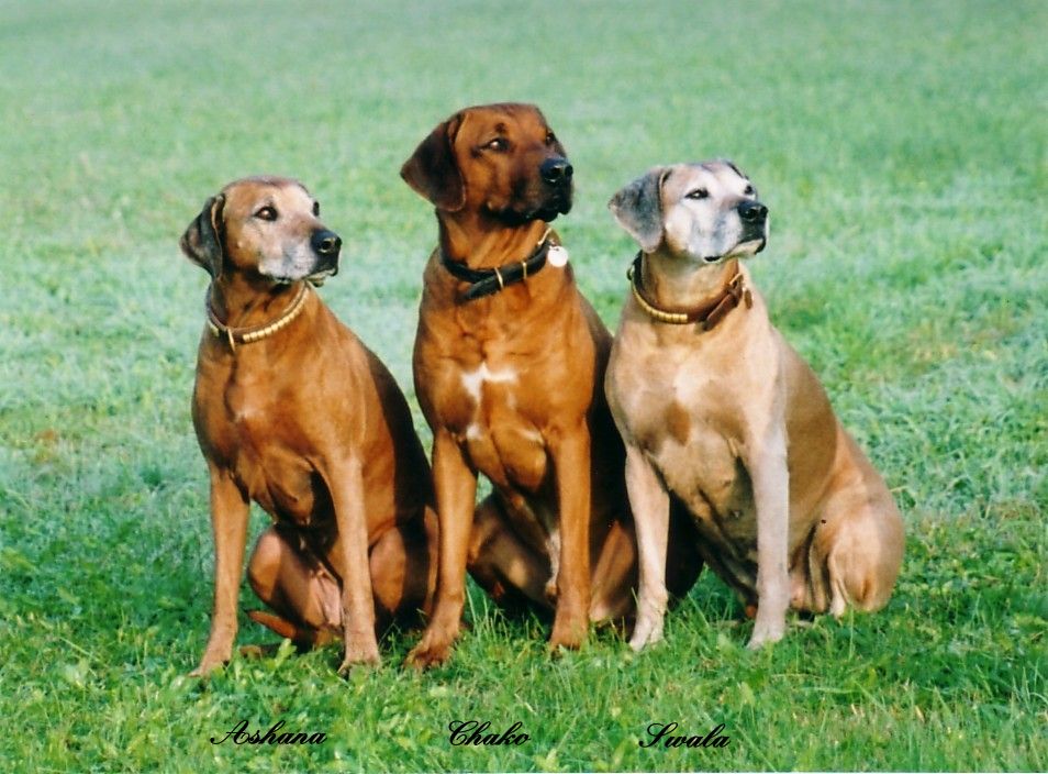 unsere_hunde