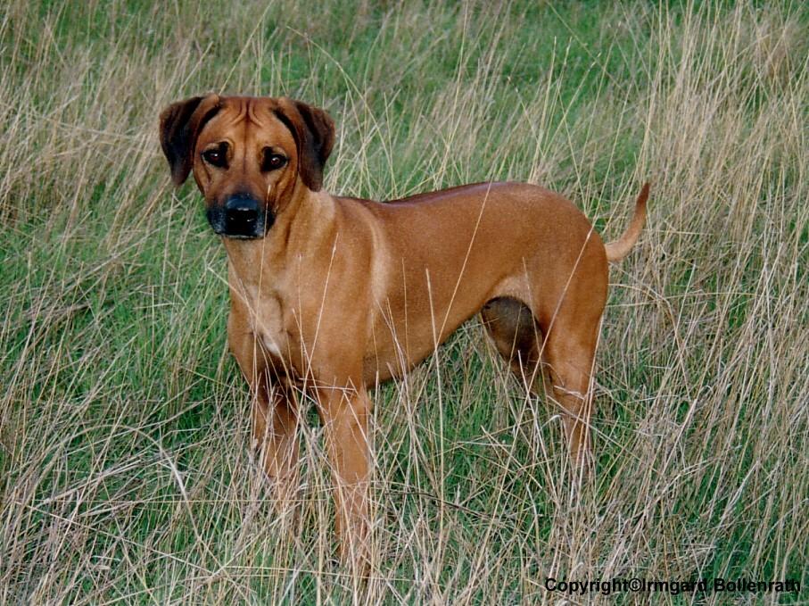 unsere_hunde